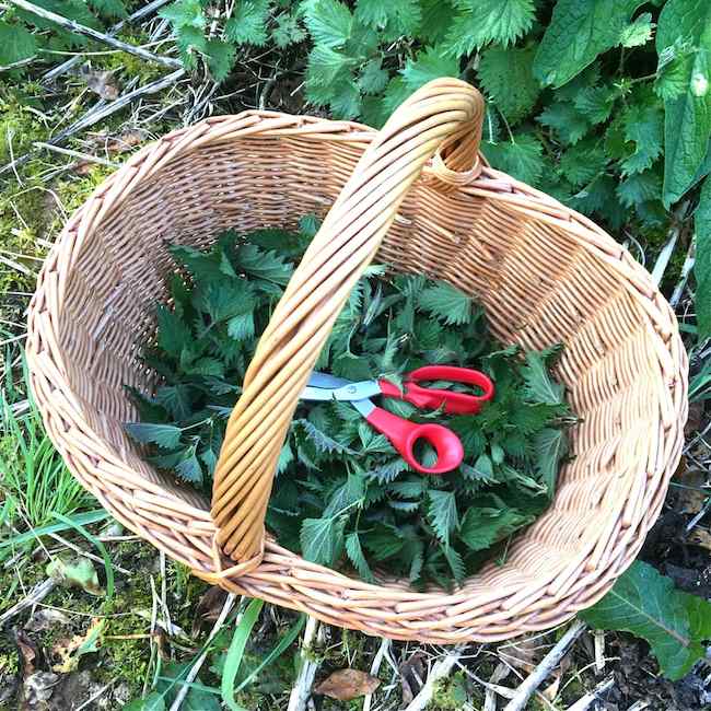 A basket of foraged nettles with a pair of scissors sitting on top.
