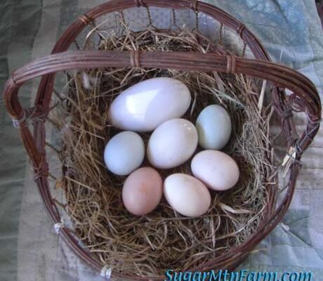Basket of duck eggs with a goose egg and chicken eggs alongside.
