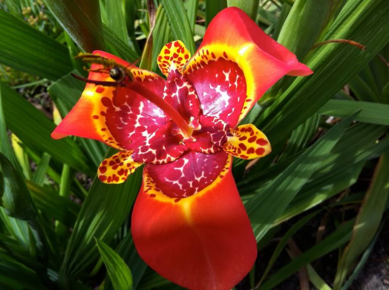 Red tigridia flower