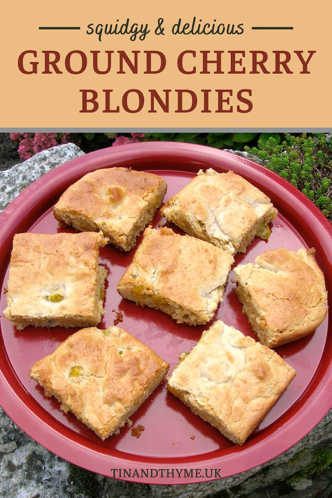 Pin showing a tray of ground cherry blondies.