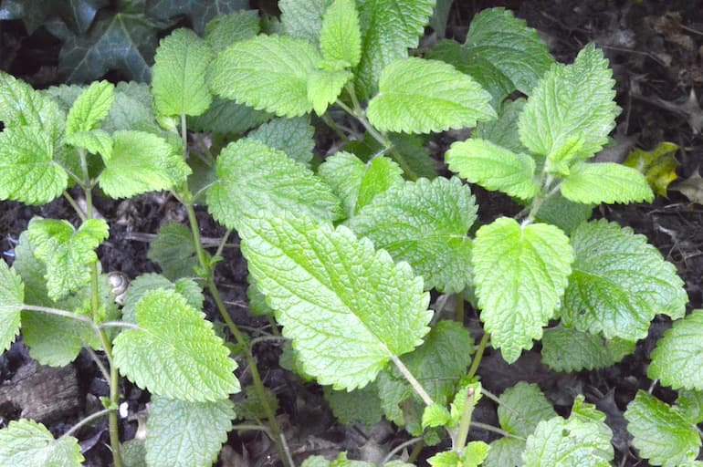 Lemon balm growing in garden.