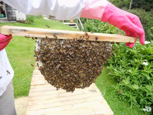Cone of our wonderful Cornish honey bees from a top bar hive.