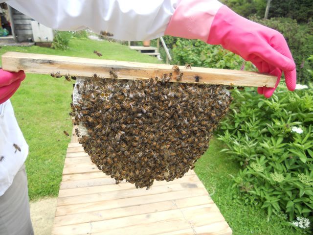 A cone of our wonderful Cornish bees from a top bar hive.