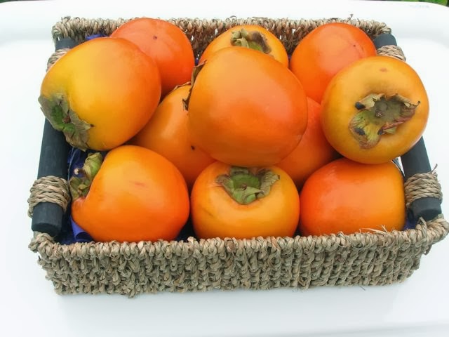 A basket of persimmons, aka sharon fruit.
