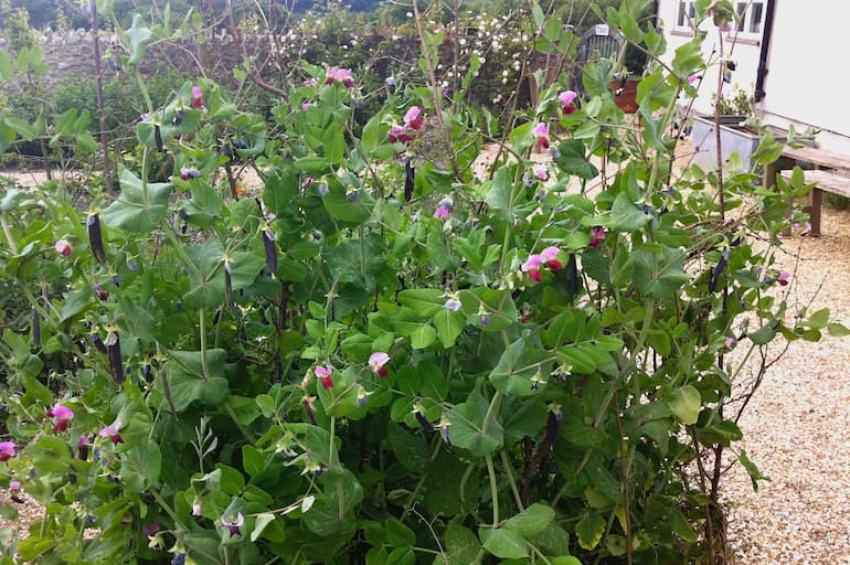 Purple podded peas growing in the River Cottage kitchen garden.