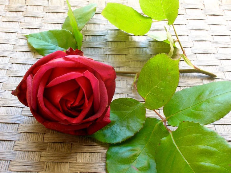 A freshly plucked red rose.