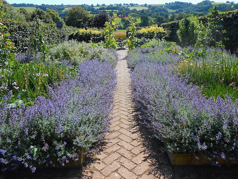 Lavender in the Yeo Valley garden cafe.