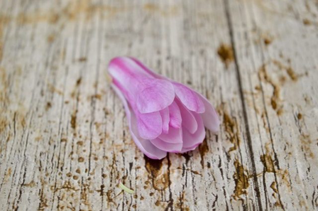 An unopened magnolia blossom.