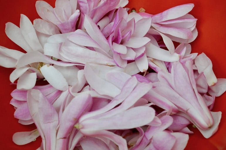 Magnolia Blossoms.