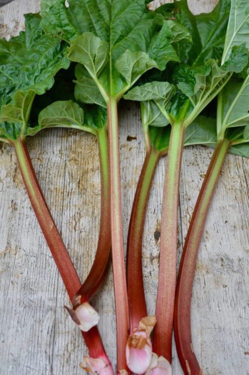 Rhubarb from the allotment.