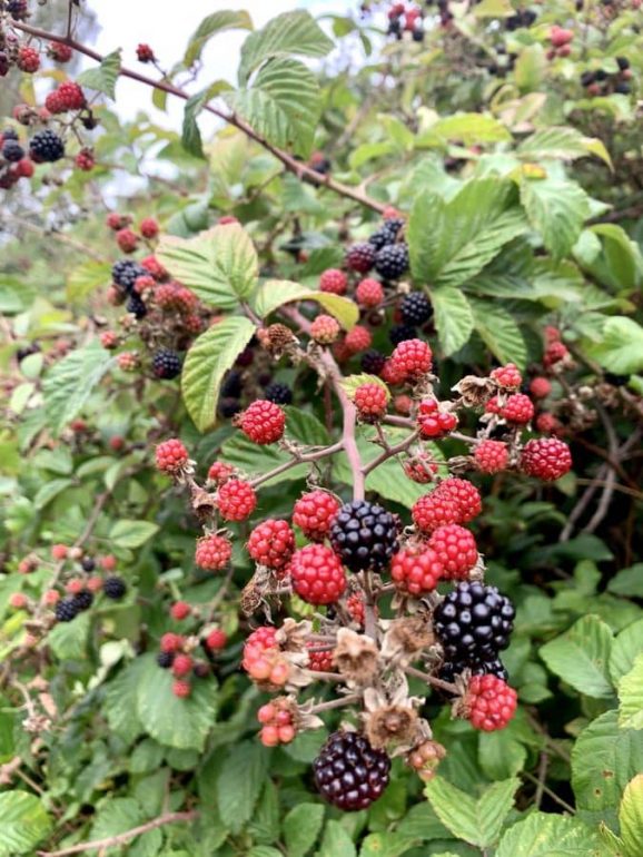Blackberries growing in the hedge.