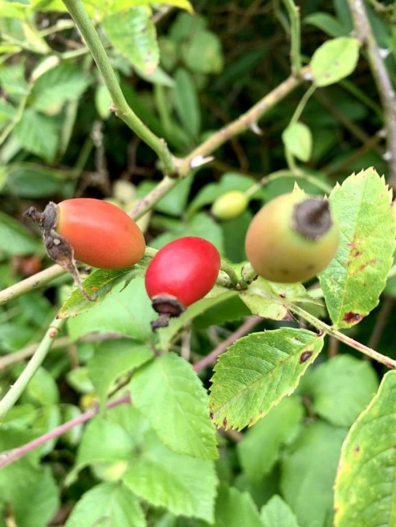 Rosehips in the hedge.