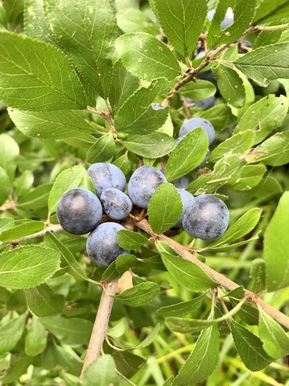 Sloes in the hedgerow.