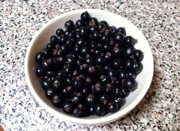 A bowl of freshly picked blackcurrants.