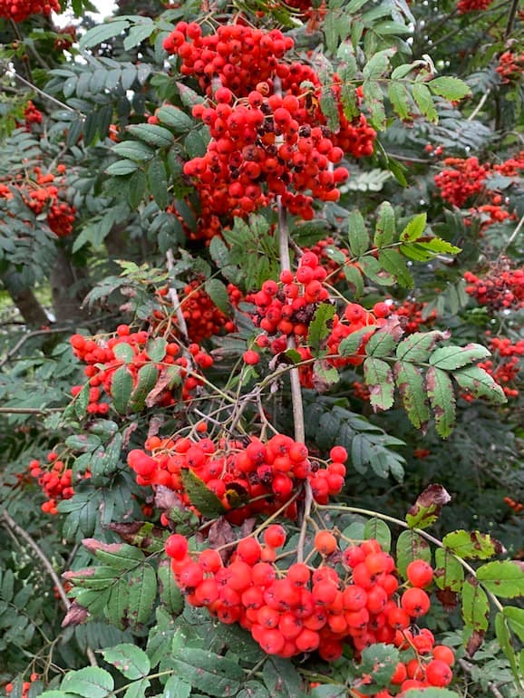 Ripe rowen berries on tree.