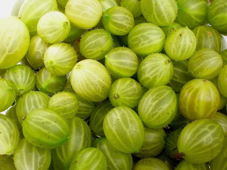 Close up of a dish of topped and tailed homegrown gooseberries.