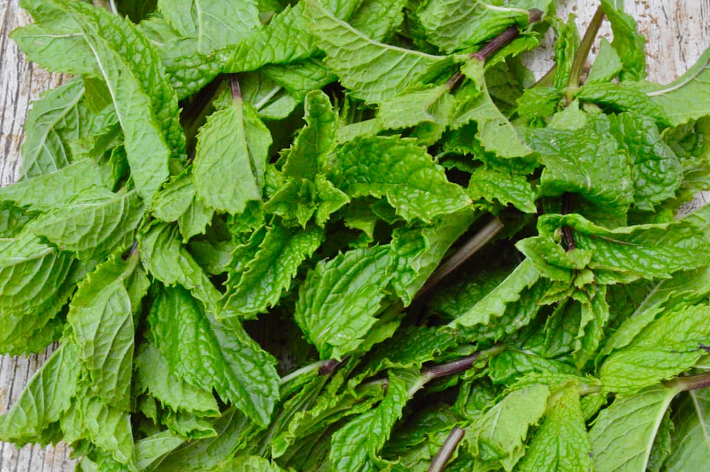 A pile of fresh Moroccan mint leaves, a type of spearmint.