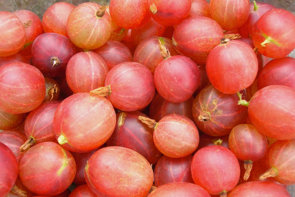 Close up of a picked homegrown red gooseberries.