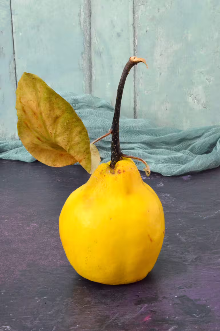 Fresh quince with stem and leaf.