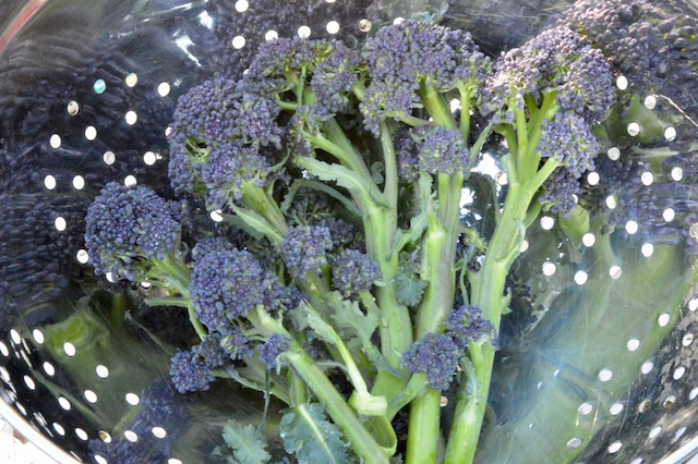 PSB stems and florets draining in colander.
