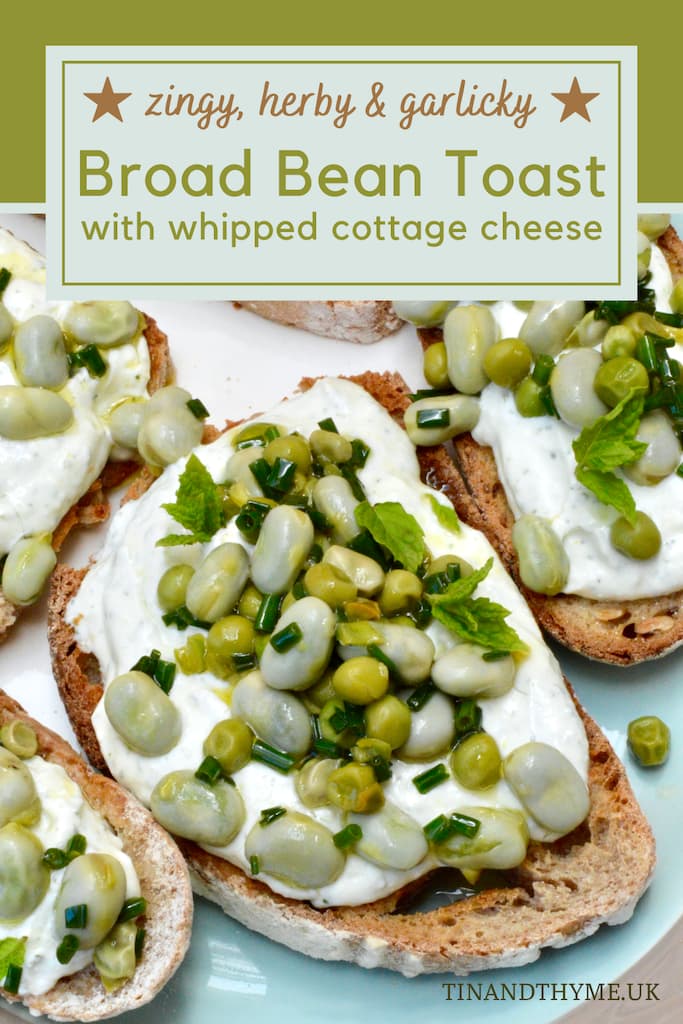Slice of broad bean toast slathered with garlicky whipped cottage cheese.
